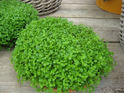 Picture of Mini Mint (Mentha Requienii) Corsican Mint